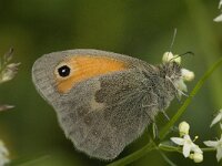Coenonympha pamphilus 12, Hooibeestje, Saxifraga-Marijke Verhagen