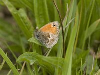 Coenonympha pamphilus 22, Hooibeestje, Vlinderstichting-Henk Bosma