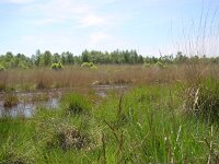 Coenonympha pamphilus 4, Hooibeestje, habitat, Vlinderstichting-Henk Bosma