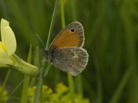 Coenonympha pamphilus 9, Hooibeestje, Saxifraga-Marijke Verhagen