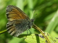 Coenonympha rhodopensis, Eastern Large Heath