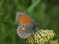 Coenonympha rhodopensis 2, Balkanhooibeestje, Vlinderstichting-Kars Veling