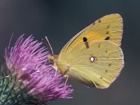 Colias croceus 11, Oranje luzernevlinder, male, Vlinderstichting-Harm Smeenk