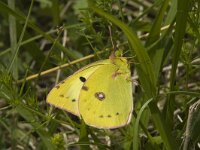 Colias croceus 14, Oranje luzernevlinder, Saxifraga-Jan van der Straaten