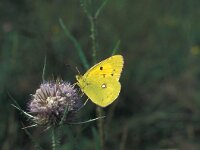 Colias croceus 19, Oranje luzernevlinder, Vlinderstichting-Kars Veling
