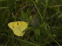 Colias croceus 32, Oranje luzernevlinder, Saxifraga-Jan van der Straaten