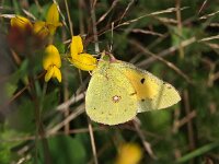 Colias croceus 36, Oranje luzernevlinder, Saxifraga-Hans Dekker