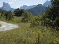Colias croceus 9, Oranje luzernevlinder, habitat, F, Isere, Gresse-en-Vercors, Saxifraga-Jan van der Straaten