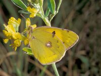 Colias myrmidone, Danube Clouded Yellow