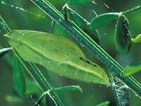 Colias myrmidone 4, Bremvlinder, pupa, Saxifraga-Frits Bink