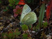 Colias nastes, Labrador Sulphur