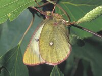 Colias palaeno, Moorland Clouded Yellow