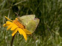 Colias phicomone, Mountain Clouded Yellow