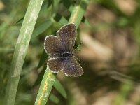 Cupido alcetas, Provencal Short-tailed Blue
