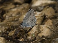 Cupido alcetas 10, Zuidelijk staartblauwtje, Saxifraga-Jan van der Straaten