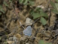 Cupido alcetas 17, Zuidelijk staartblauwtje, Vlinderstichting-Henk Bosma