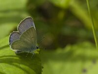 Cupido alcetas 19, Zuidelijk staartblauwtje, Saxifraga-Jan van der Straaten