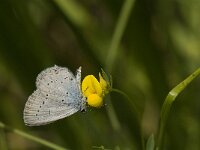 Cupido alcetas 25, Zuidelijk staartblauwtje, male, Saxifraga-Jan van der Straaten