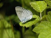 Cupido alcetas 26, Zuidelijk staartblauwtje, Saxifraga-Willem van Kruijsbergen