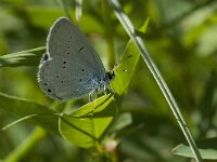 Cupido alcetas 27, Zuidelijk staartblauwtje, Saxifraga-Willem van Kruijsbergen