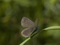Cupido alcetas 28, Zuidelijk staartblauwtje, Saxifraga-Willem van Kruijsbergen
