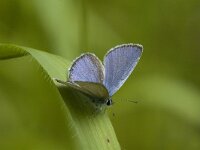 Cupido alcetas 7, Zuidelijk staartblauwtje, male, Saxifraga-Jan van der Straaten