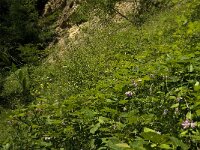 Cupido argiades, Short-tailed Blue
