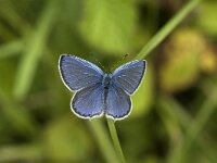 Cupido argiades 2, Staartblauwtje, male, Saxifraga-Marijke Verhagen