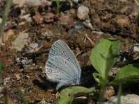 Cupido decolorata 3, Oostelijk staartblauwtje, Vlinderstichting-Kars Veling