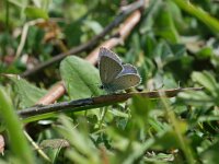 Cupido lorquinii, Lorquins Blue