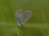 Cupido osiris, Osiris Blue