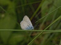Cupido osiris 9, Zuidelijk dwergblauwtje, Saxifraga-Willem van Kruijsbergen