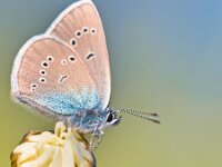 Cyaniris semiargus , Mazarine Blue