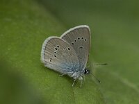 Cyaniris semiargus 12, Klaverblauwtje, male, Saxifraga-Jan van der Straaten