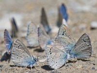 Cyaniris semiargus 26, Klaverblauwtje, Saxifraga-Rik Kruit