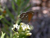 Cyclyrius webbianus, Canary Blue