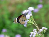 Danaus chrysippus, Plain Tiger