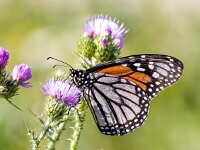 Danaus plexippus 32, Monarchvlinder, Saxifraga-Bart Vastenhouw