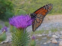 Danaus plexippus, 18, Monarchvlinder, on Cirsium, Saxifraga-Kars Veling