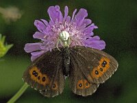 Erebia aethiops, Scotch Argus