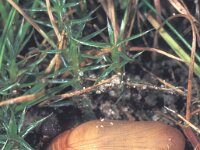 Erebia aethiops 15, Zomererebia, pupa, in leaf litter, Saxifraga-Frits Bink