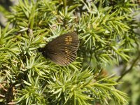 Erebia alberganus 4, Amandeloogerebia, female, Saxifraga-Marijke Verhagen