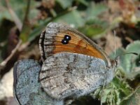 Erebia cassioides, Common Brassy Ringlet