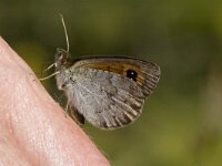 Erebia cassioides 11, Gewone glanserebia, Saxifraga-Jan van der Straaten