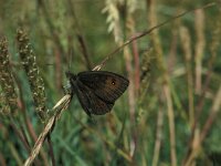 Erebia cassioides 14, Gewone glanserebia, Vlinderstichting-Kars Veling