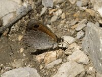 Erebia cassioides 16, Gewone glanserebia, Saxifraga-Jan van der Straaten