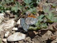 Erebia cassioides 2, Gewone glanserebia, Saxifraga-Jan van der Straaten