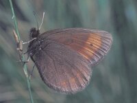 Erebia epiphron 3, Bergerebia, female, Saxifraga-Frits Bink