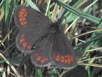 Erebia epiphron 4, Bergerebia, male, Saxifraga-Frits Bink