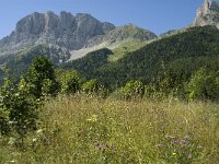 Erebia euryale, Large Ringlet
